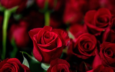 roses rouges, 4k, macro, bokeh, fleurs rouges, des roses, saint valentin, belles fleurs, photo avec rose rouge, arrière plans avec des roses, bourgeons rouges