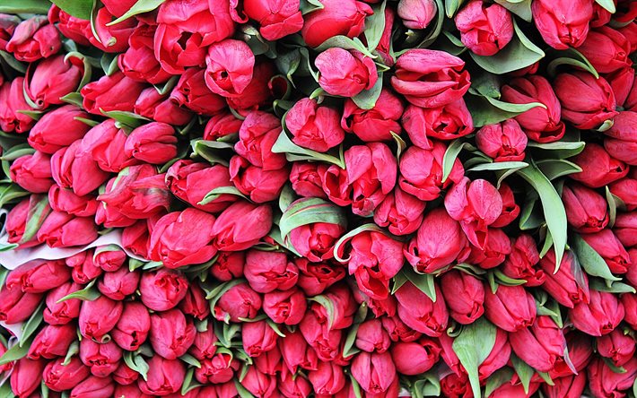 botões, tulipas cor de rosa, lindas flores, tulipas