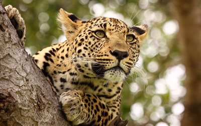 le léopard, le prédateur, le museau, les animaux sauvages, la faune, le Parc National de Serengeti, les chats sauvages