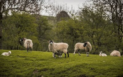meadow, sheep, lawn, blur