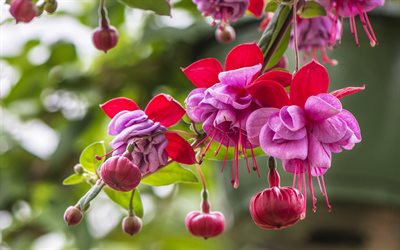 Fuchsia, pink flower, beautiful flower, America, New Zealand
