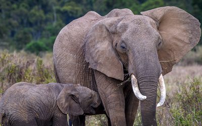 elefant, familj, afrika, liten elefant, vilda djur