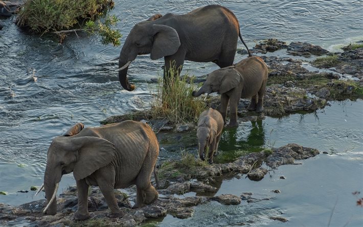 Africa, elephants, river, wildlife