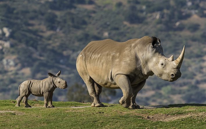 Rhinoceroses, wildlife, summer, small rhinoceros