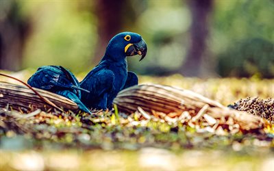 Hyacinth macaw, blue parrot, Anodorhynchus hyacinthinus, bluebirds, parakeet, macaw, South America