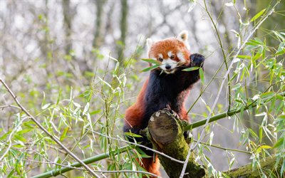red panda, 4k, bambu, yaban hayatı, ağaçta panda, komik hayvanlar, ailurus fulgens, daha az panda, memeliler