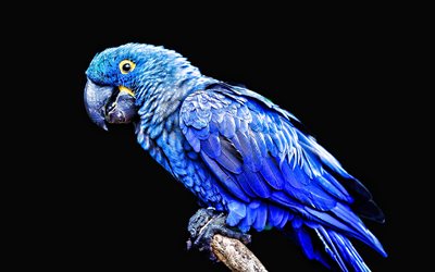 4k, ara de spixs, petit ara bleu, fond noir, perroquet bleu, ara, cyanopsitta spixii, brésil, perroquets
