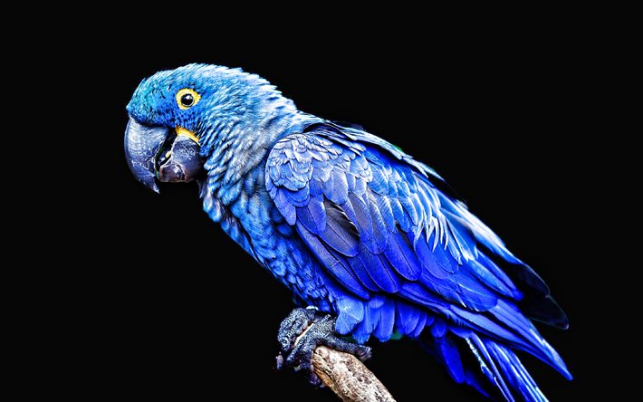 4k, 스픽스 잉꼬, 작은 파란 잉꼬, 검은 배경, 파란 앵무새, 앵무새, 시아노프시타 스픽시, 브라질