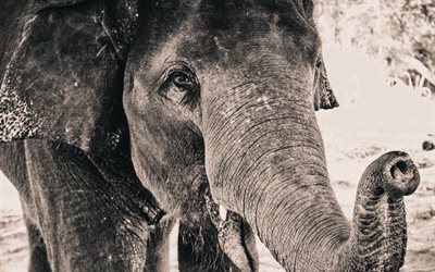 코끼리, close-up, 아프리카, 검은색 및 흰색 사진