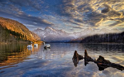 lago alm, autunno, cigni, laghi, montagne, monumenti austriaci, almsee, almtal valley, austria, europa, alpi, natura bellissima