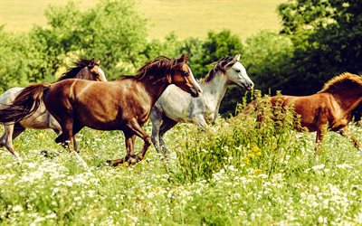 4k, at sürüsü, vahşi yaşam, güzel hayvanlar, kahverengi at, beyaz at, atlar