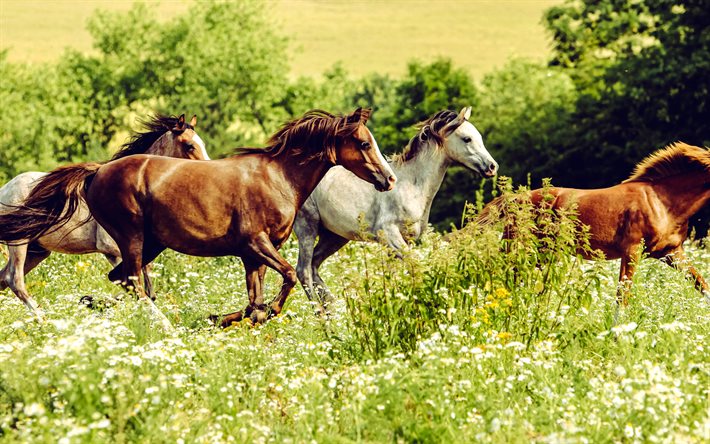 4k, hevosen karja, villieläimet, kauniit eläimet, ruskea hevonen, valkoinen hevonen, hevoset