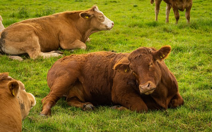 vaches endormies, vaches suisses, ferme, vache suisse brune, prairie, vache sur l'herbe, vaches