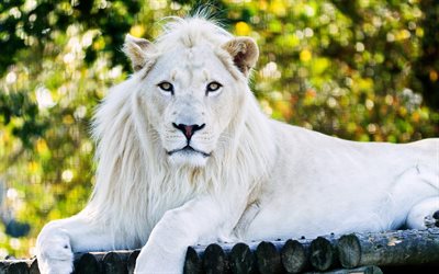 lion blanc, les prédateurs, le zoo, le roi des bêtes