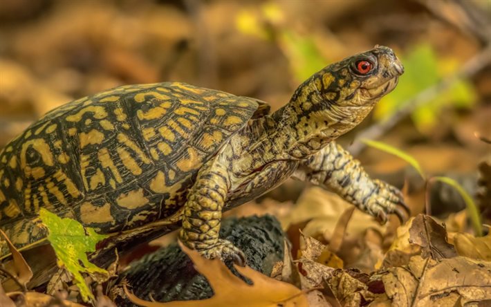 pequeña tortuga, bosque, otoño, reptiles, la vida silvestre, las tortugas