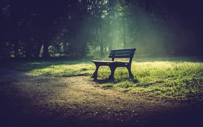 bench, park, green field, green grass, evening