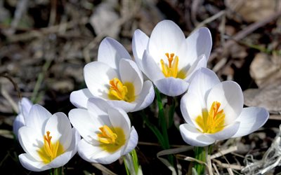 azafranes blancos, flores de primavera, de cerca, hermosas flores, azafrán, primavera, flores blancas, azafranes