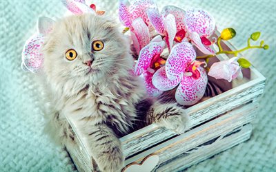 gattino grigio in una scatola, gattino soffice, simpatico regalo soffice, orchidee rosa, gatto persiano, simpatici animali, gatti