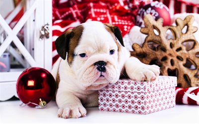bulldog inglés, decoración de navidad, cachorro, mascotas, animales bonitos, perro gracioso, decoración navideña, perro bulldog ingles