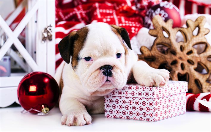 잉글리시 불독, 크리스마스 장식, 강아지, 애완동물, 귀여운 동물, 재미있는 개, 잉글리시 불독 개