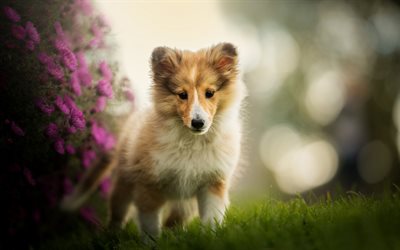 perro pastor de shetland, cachorro, flores moradas, mascotas, perros, sheltie, animales bonitos, cachorro sheltie, canis lupus familiaris, foto con sheltie