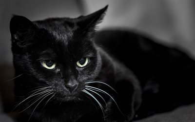 svart katt, katter, oskärpa