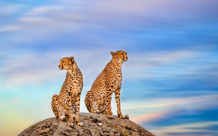 cheetah, predators, blue sky, wildlife