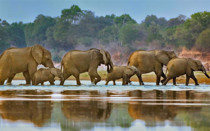 áfrica, elefantes, rio, filhotes, rebanho, luangwa, zâmbia