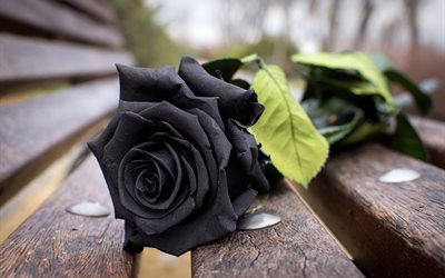 roses, blur, bench, close-up, black rose