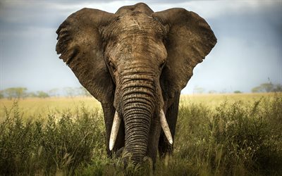 África, la vida silvestre, de la sabana, elefante