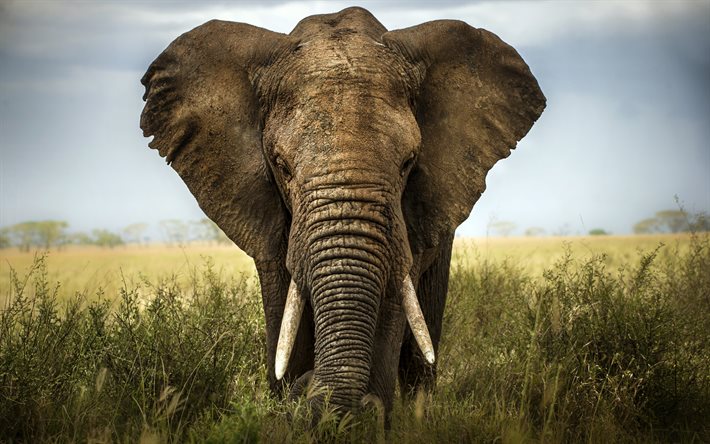 अफ़्रीका, वन्य जीवन, सवाना हाथी