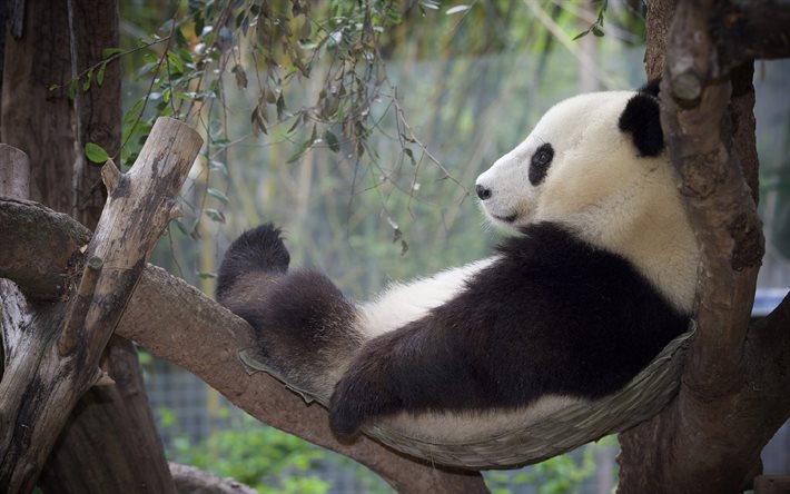 panda, amaca, vacanza, zoo, orso