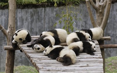 panda, perhe, eläintarha, uni
