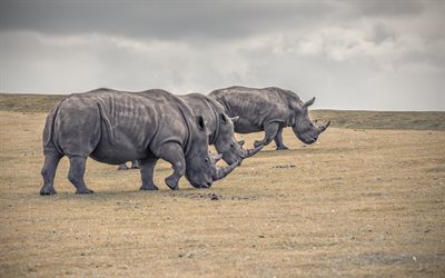 rhinoceroses, Africa, rhino family, big animals