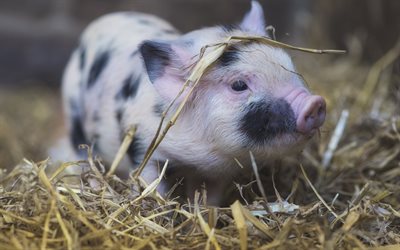 little piggy, cute animals, farm, pigs, spotted pig