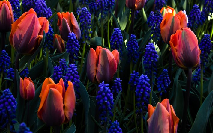 tulipas, tremoços, campo, lindas flores
