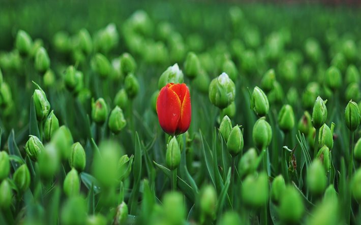 spring, red tulips, field, first tulips