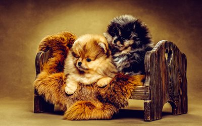 Pomeranian dog, little puppies, small dogs, cute animals, dogs, pets, Pomeranian, Deutscher Spitz, Zwergspitz, Pom Dog