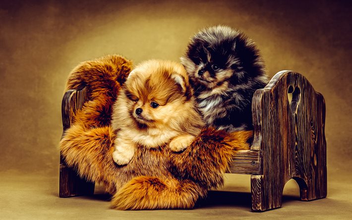 ポメラニアン犬, 小さな子犬, 小型犬, かわいい動物, 犬, ペット, ポメラニアン, ドイツスピッツ, ツヴェルクシュピッツ, ポムドッグ