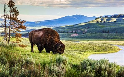 American Bison, 4k, wildlife, American buffalo, Yellowstone National Park, USA, Lamar Valley, american landmarks, Bison bison, buffalo, North America, beautiful nature, wild animals