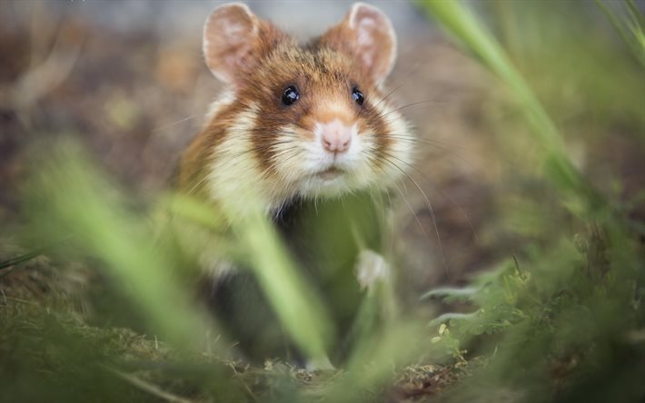 hamster, grass, blur, mouse