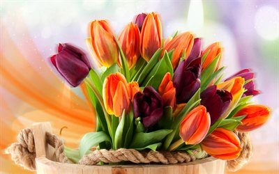 orange tulipes, flou, printemps