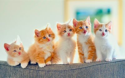 chatons au gingembre, petits chatons, animaux mignons, des chats, des chatons