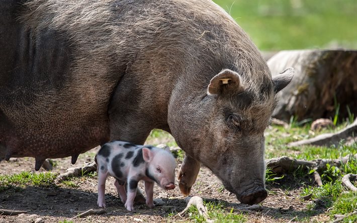domuzcuk, domuz, küçük domuz, sevimli hayvanlar, pembe domuz pembe