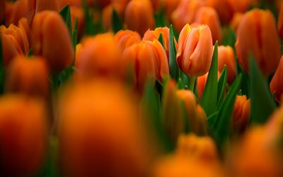 tulipas laranja, flores de laranja, tulipas, campo de tulipas