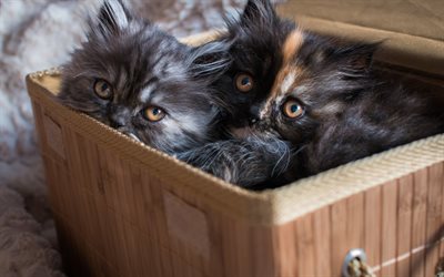 les petits chatons, chatons noirs, les chatons, chatons dans la boîte, des animaux mignons