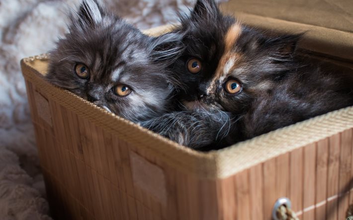 piccoli cuccioli, gatti neri, gatti, gattini nella casella di simpatici animali
