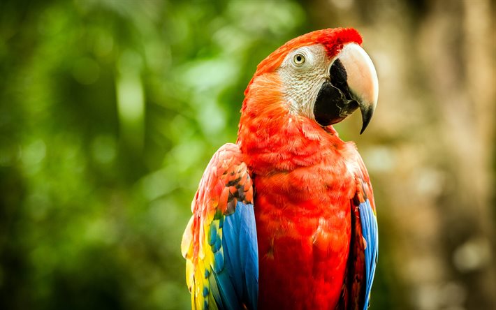 scarlet macaw, 4k, bokeh, punainen papukaija, ara macao, värikkäät linnut, papukaijat, ara, punainen ara