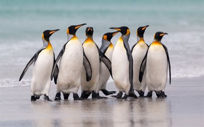 pingviner, kust, strand, flock pingviner, flyglösa fåglar, vilda djur, hav, vattenlevande flyglösa fåglar