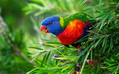 lorichetto di cocco, pappagallo, lorichetto dalla nuca verde, lorichetto arcobaleno, lorichetto multicolore, trichoglossus haematodus, pappagallo sui rami, splendidi uccelli